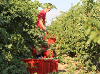 Bodegas Parra Jiménez